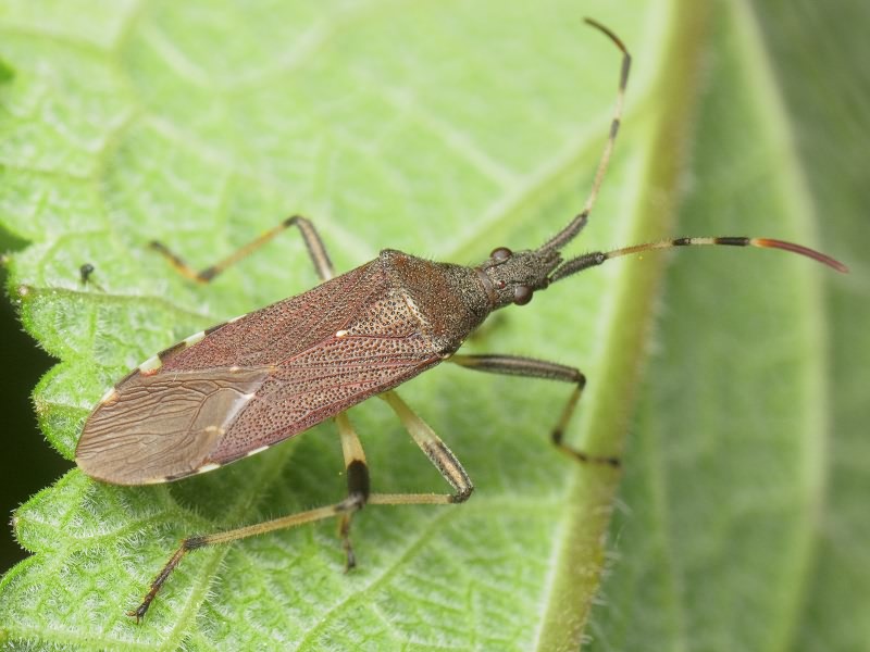 Dicranocephalus albipes (Fabricius, 1781)